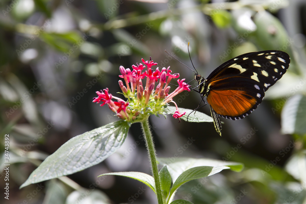 Fototapeta premium Farfalla variopinta che sugge il nettare del fiore