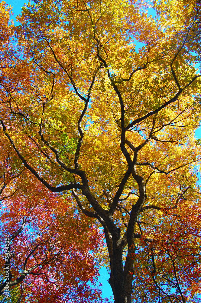 Tree leaves changing colors during the fall season Tree leaves changing colors during the fall season