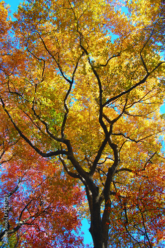 Tree leaves changing colors during the fall season
