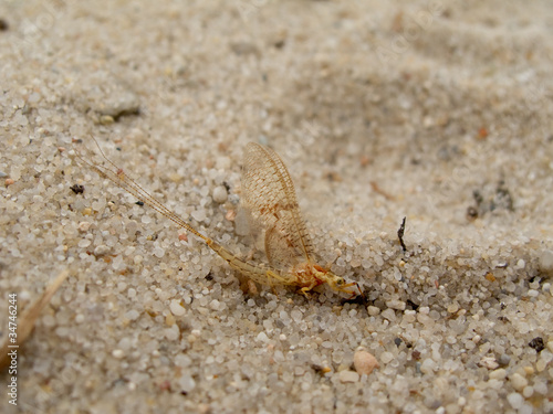 Mayfly sitting on sand