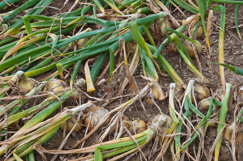 Closeup of ripe onions waiting for the harvest