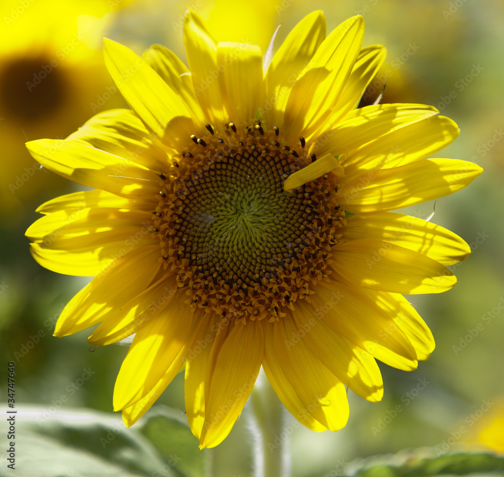 Obraz premium Girasol