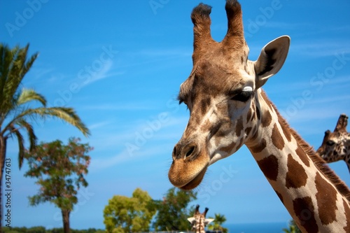 Giraffa © aledale