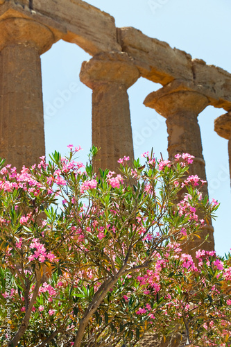 oleander flower near ancient Dorian columns