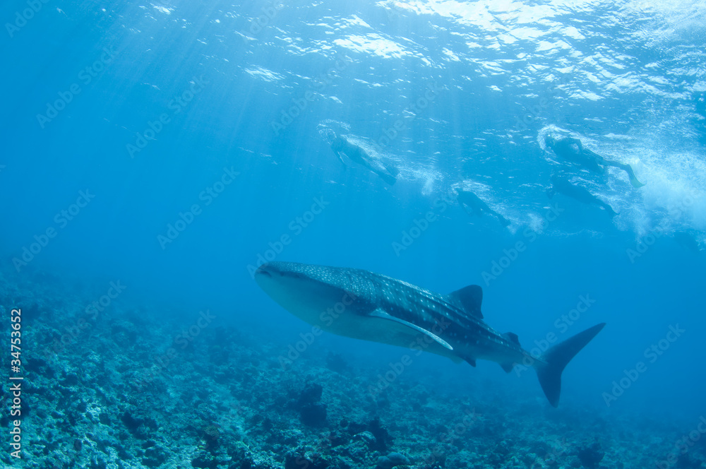 Fototapeta premium whale shark