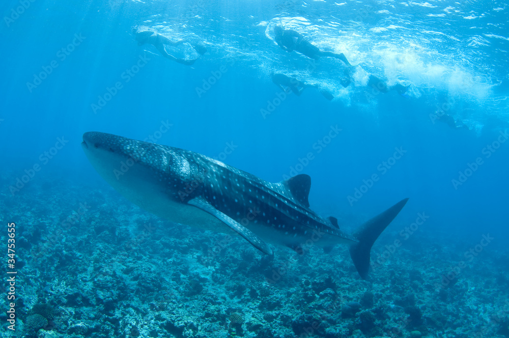 Fototapeta premium whale shark maldive Islands