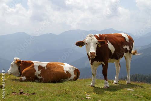 cow on pasture © Pavel Bortel