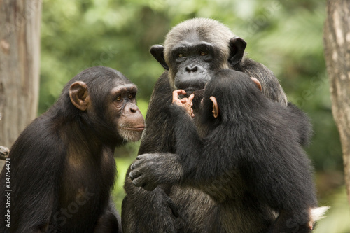 Leinwand Poster Schimpansen-Familie