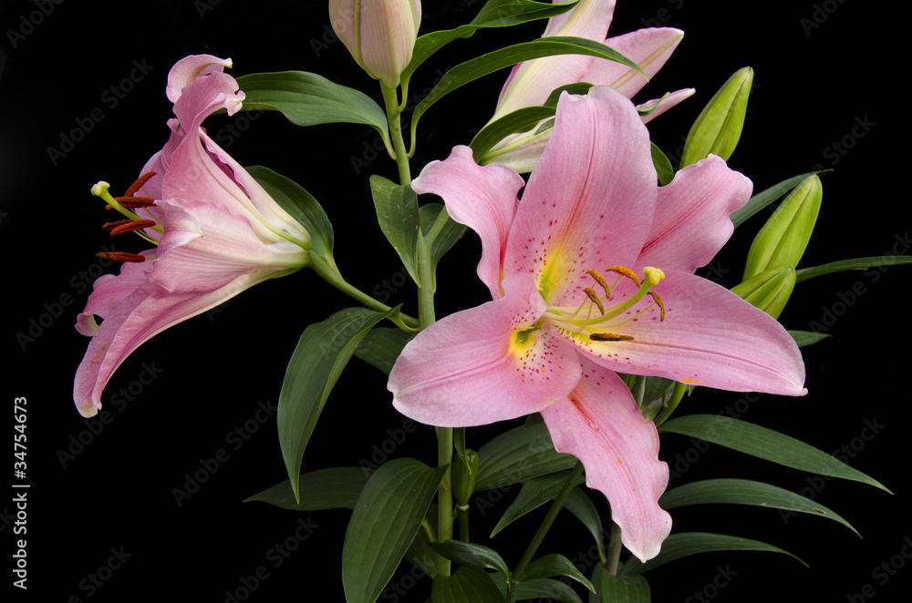 Fototapeta premium Lilium x / Lis oriental 'Le Rêve'