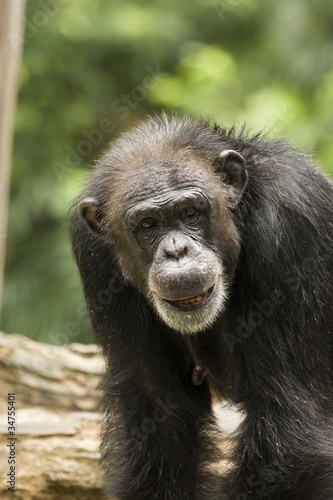 Old Chimp
