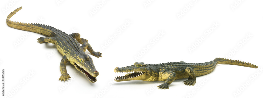 Fototapeta premium Rubber Crocodiles