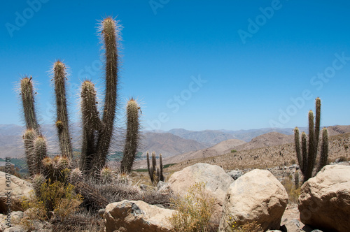 Elqui valley with cactus, Chile