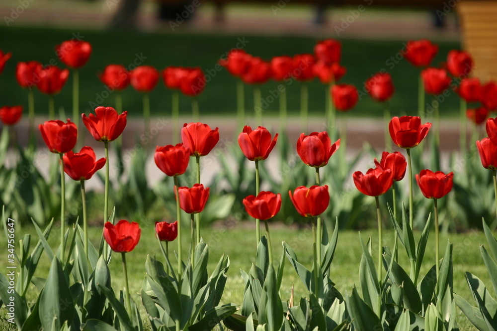 Fototapeta premium Tulips Tulpen