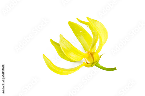 Ylang-Ylang flower on isolate background.