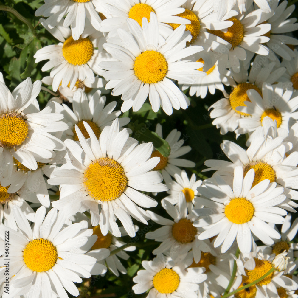 camomile camomile