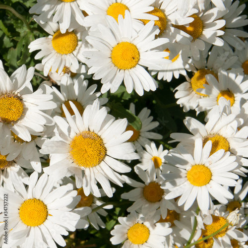 camomile