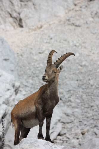 Alpensteinbock (Capra ibex) , Julische Alpen, Slowenien