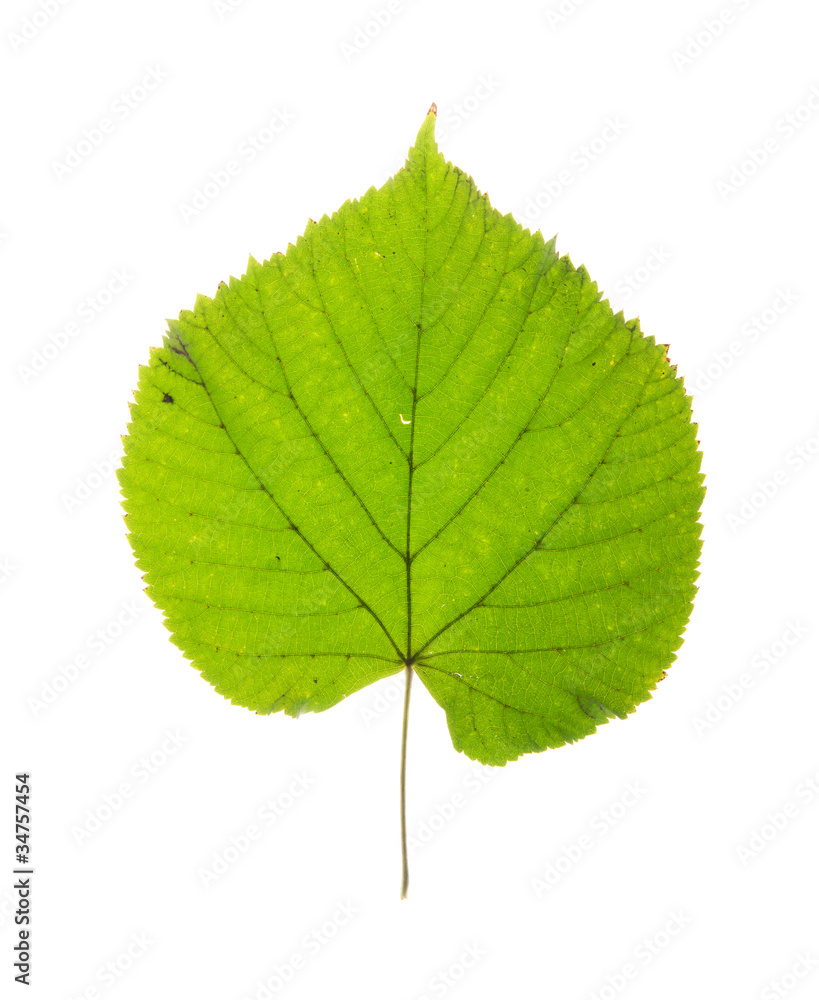 leaf leaf