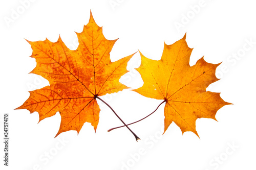 two maple leaves
