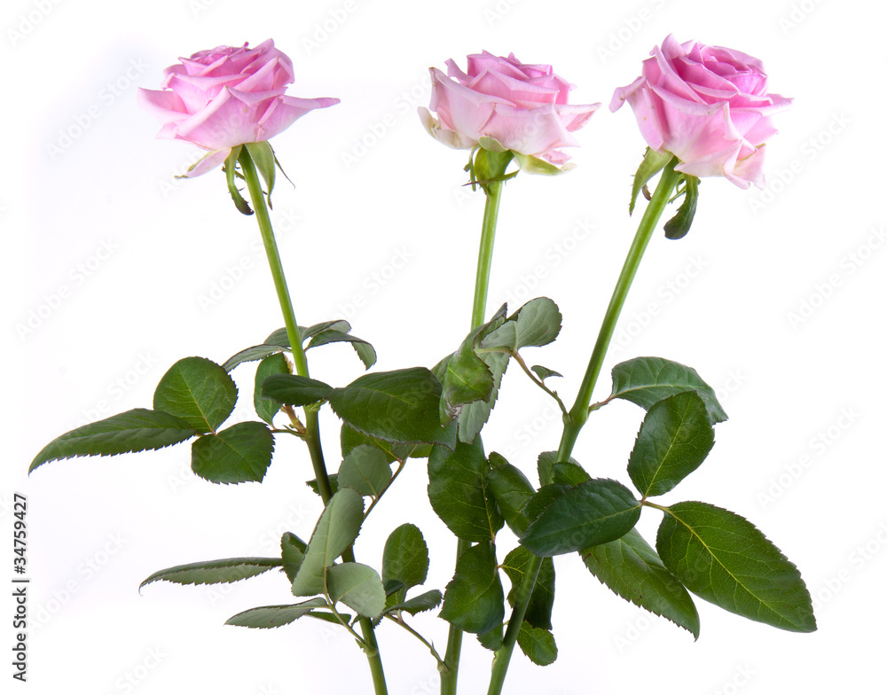 Obraz premium Three pink rosa, isolated on white