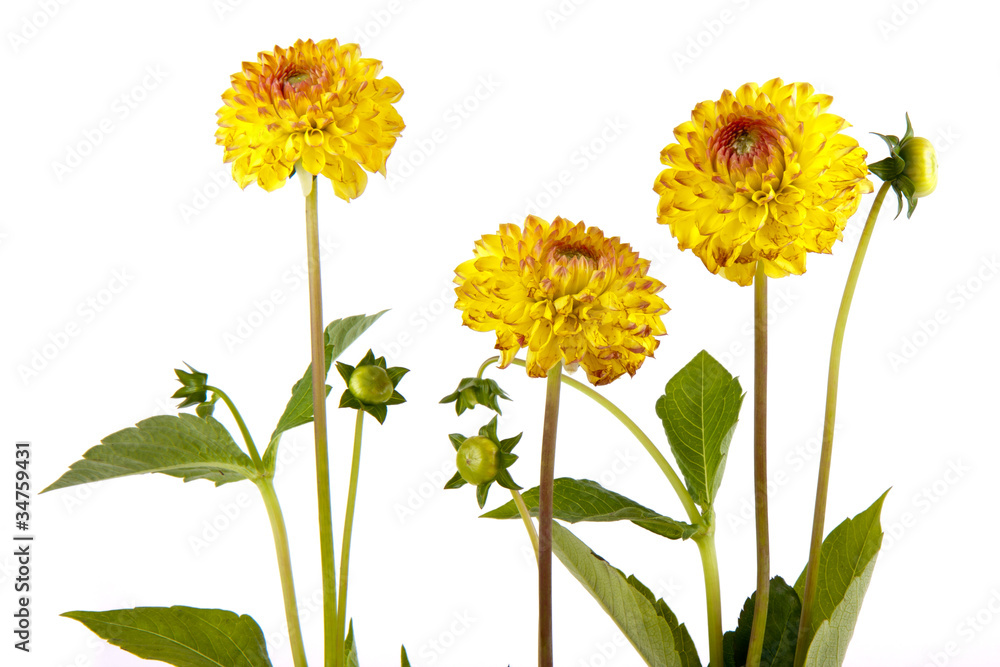 Naklejka Three yellow chrysantemum isolated on white