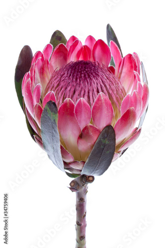 Cuadro en lienzo Purple protea, isolated on white
