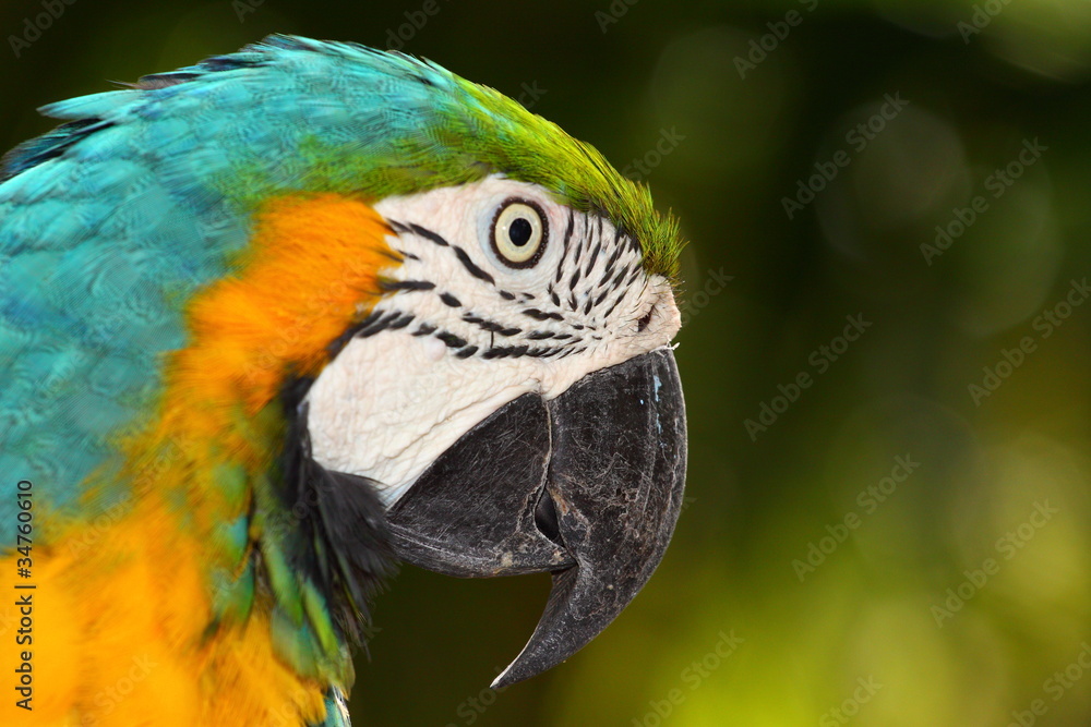 Close up portrait of blue and yellow macaw