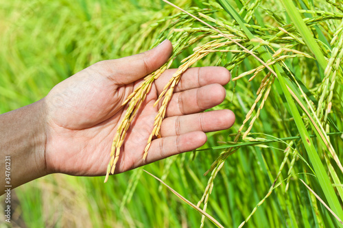 Hand, holding Paddy rice in field