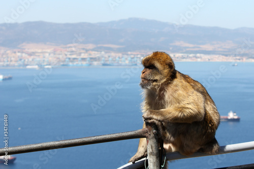 Gibraltar Berberaffe © Karat