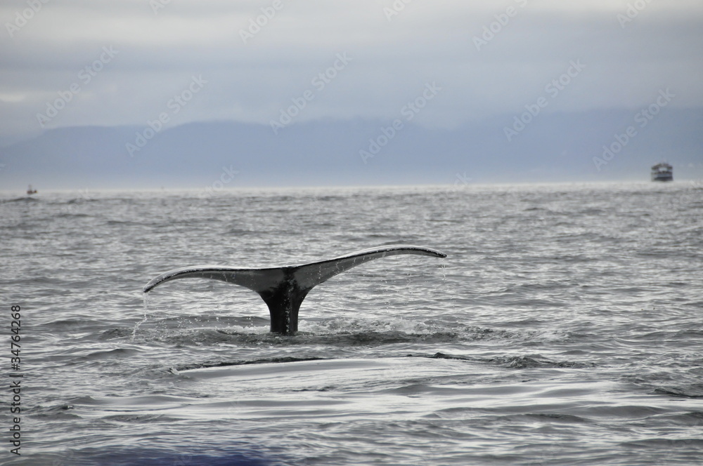 Fototapeta premium sankt lorenz strom, quebec, kanada