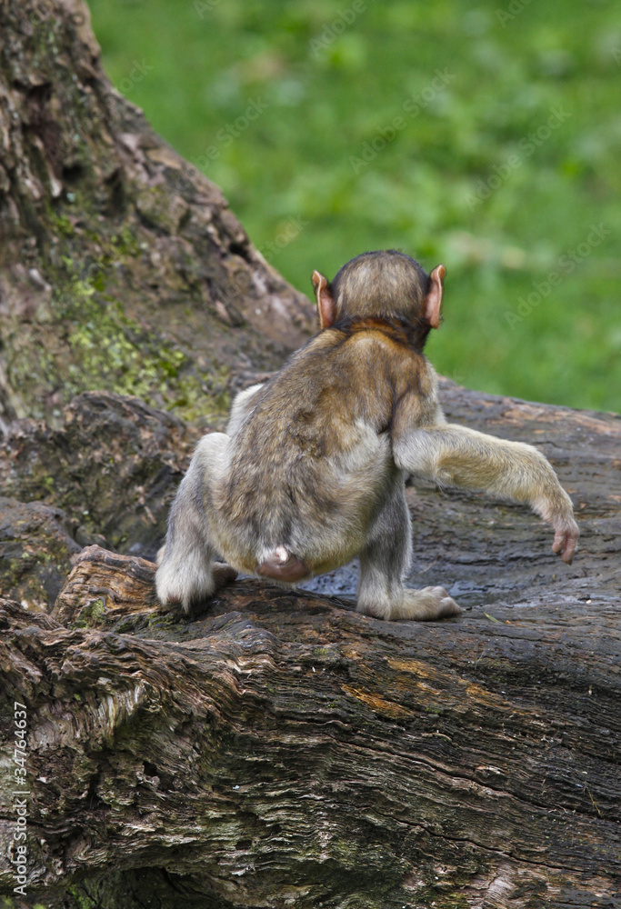 Bebe Singe De Dos Stock Photo Adobe Stock