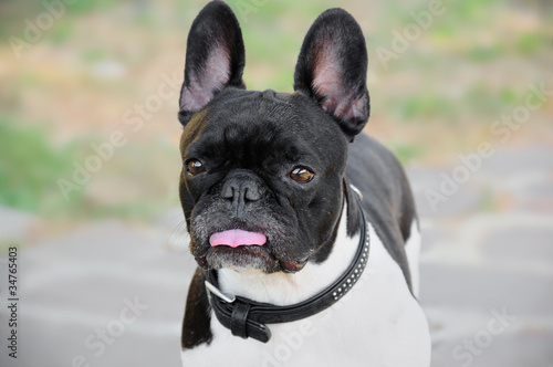 Fotografi Bouledogue Francais French Bulldog