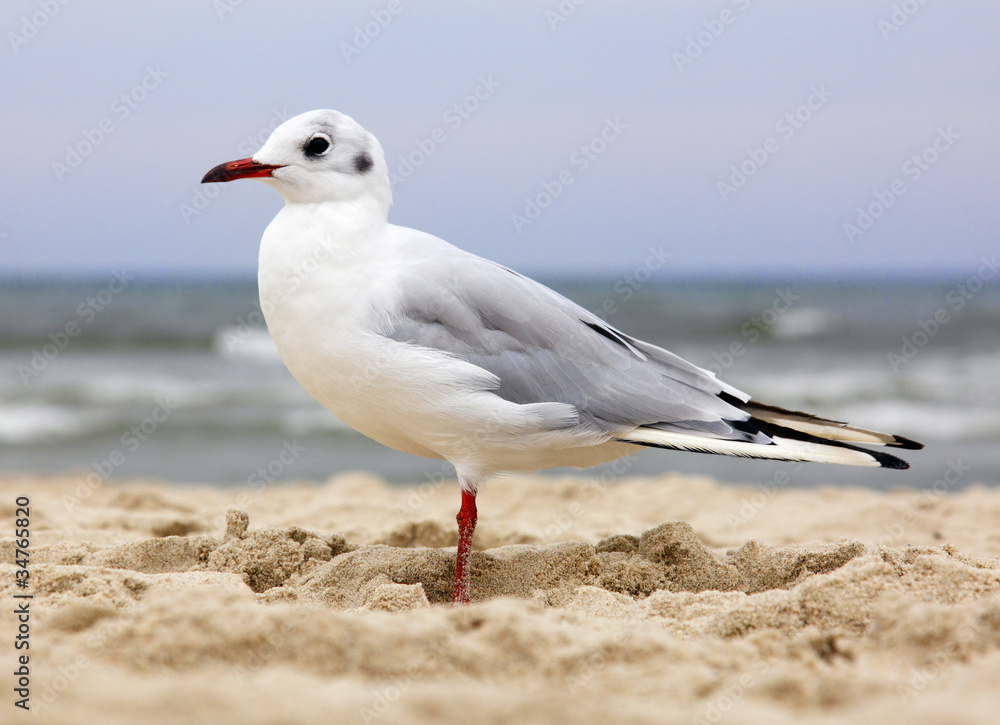 Fototapeta premium vogel / Möwe
