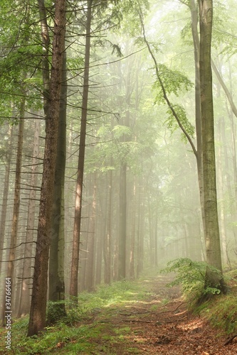 Fototapeta Naklejka Na Ścianę i Meble -  Forest path on the border between pine and beech trees