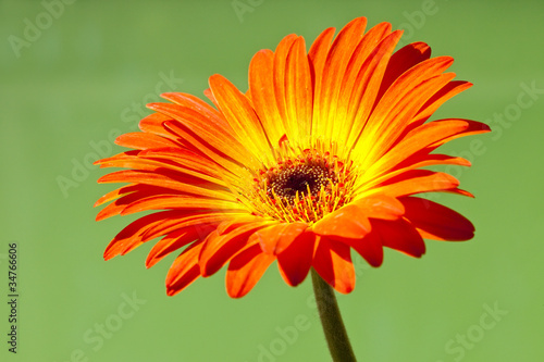 Single Vibrant Orange and Yellow Gerber Daisy