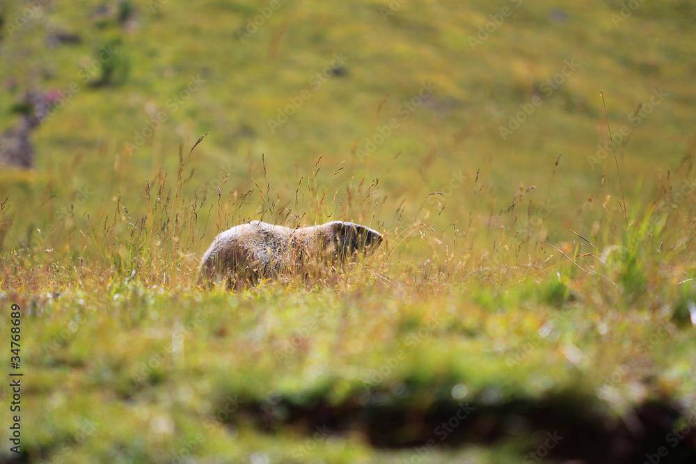 marmotte marmotte