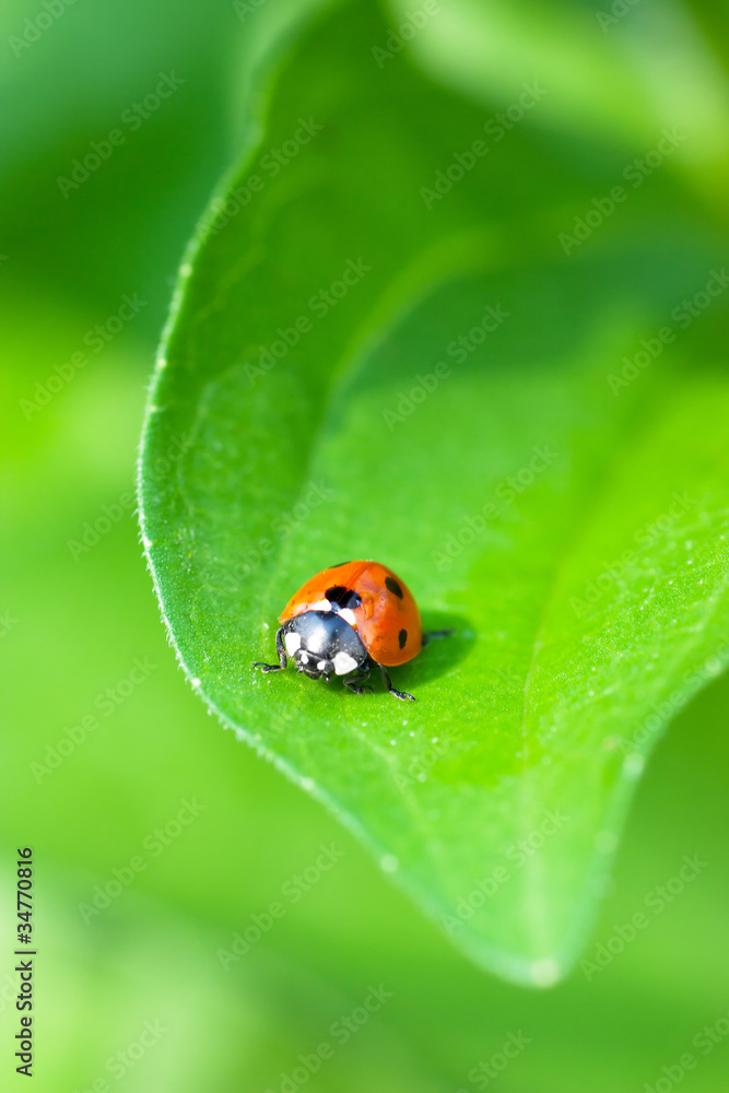 Fototapeta premium Ladybird