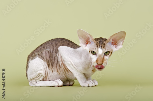 Foto Peterbald Kitten 18318