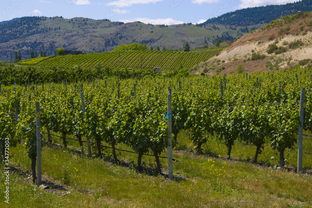 Vineyards and orchards. Osoyoos, B.C.