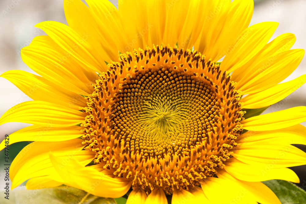 Obraz premium Sunflower bloom.