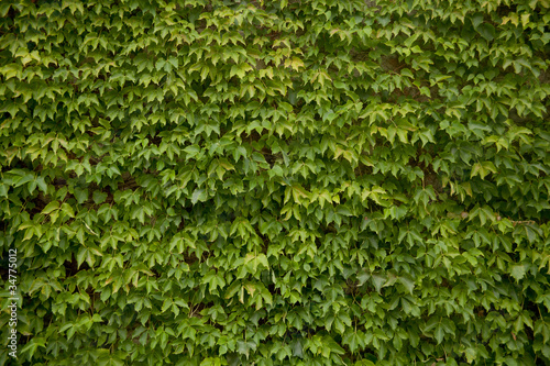 green wall