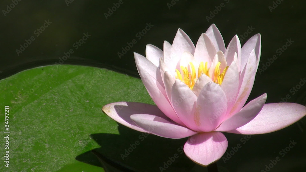 Pink flower of a lotus in a pond. Loop Pink flower of a lotus in a pond. Loop