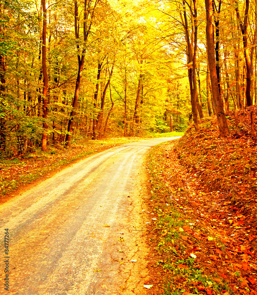 Nice forest at autumn