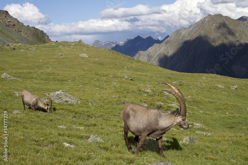 Group of ibex in the Alps