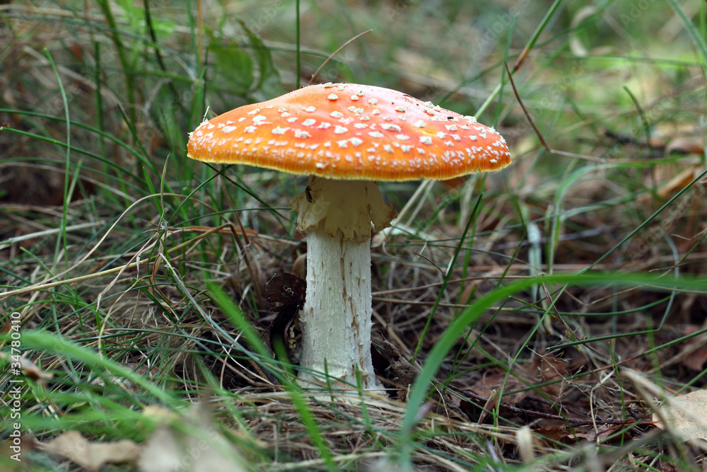Amanita poisonous mushroom on the nature background. Amanita poisonous mushroom on the nature background.