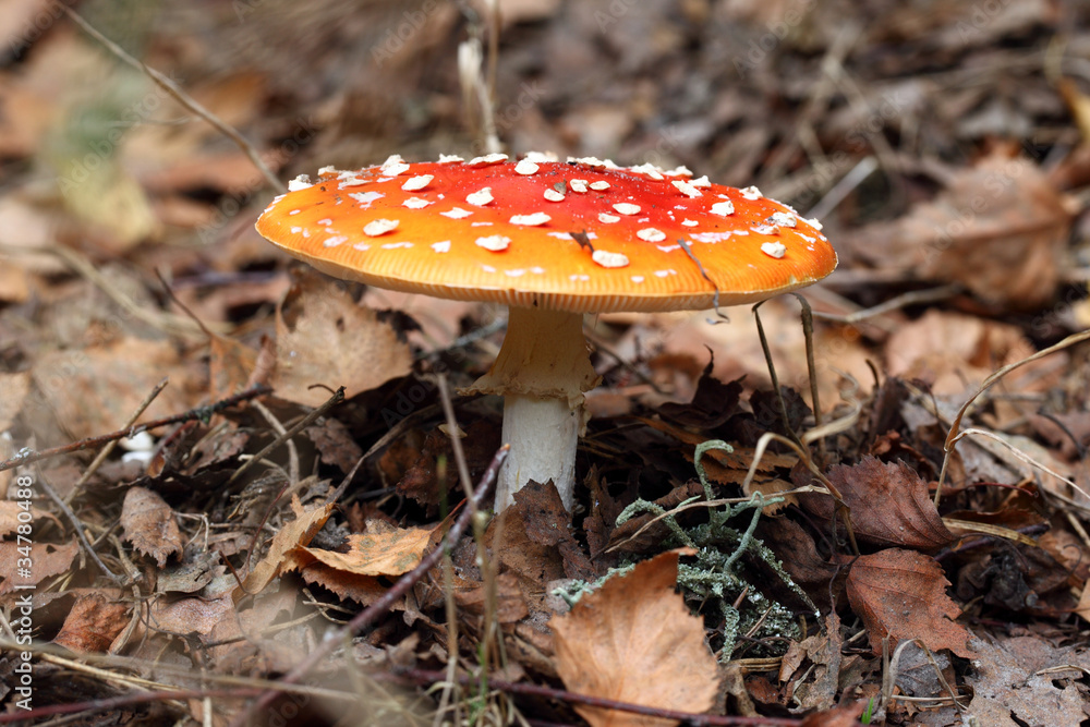 Amanita poisonous mushroom on the nature background Amanita poisonous mushroom on the nature background
