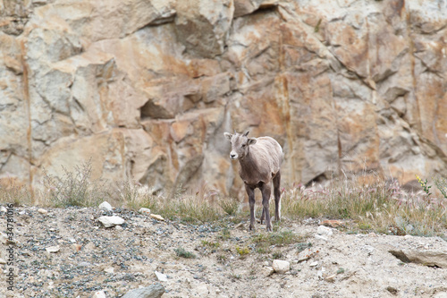 Bighorn sheep, ovis canadensis