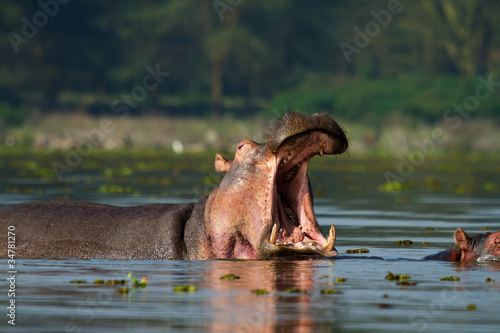 Hippo with open mouth © Sandra van der Steen