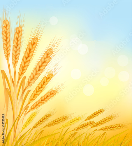 Background with ripe yellow wheat ears, vector illustration