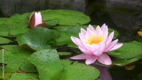 Pink flower of a lotus in a pond